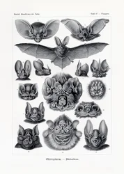 Chiroptera
